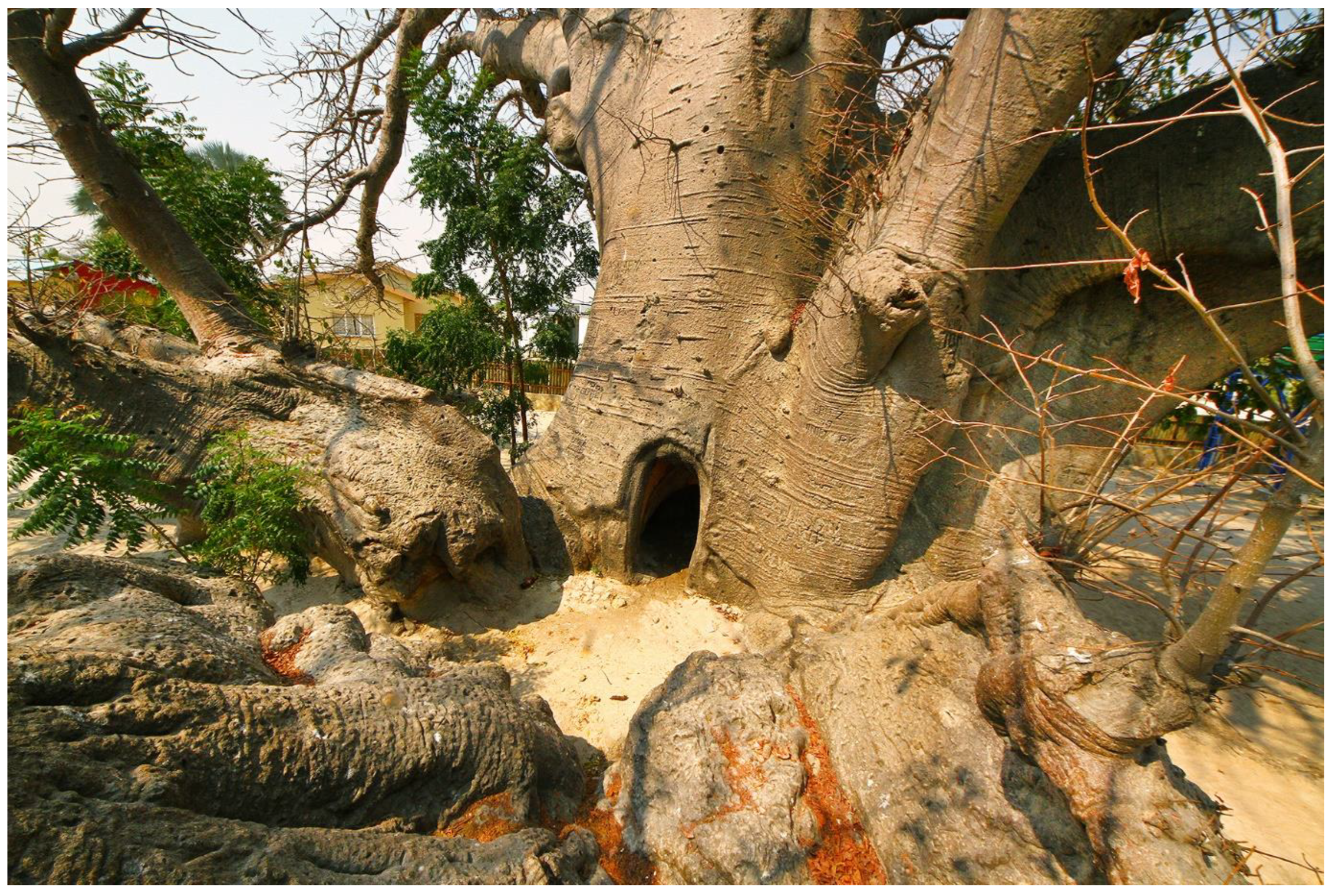 Forests 13 01899 g006 Forests 13 01899 g006