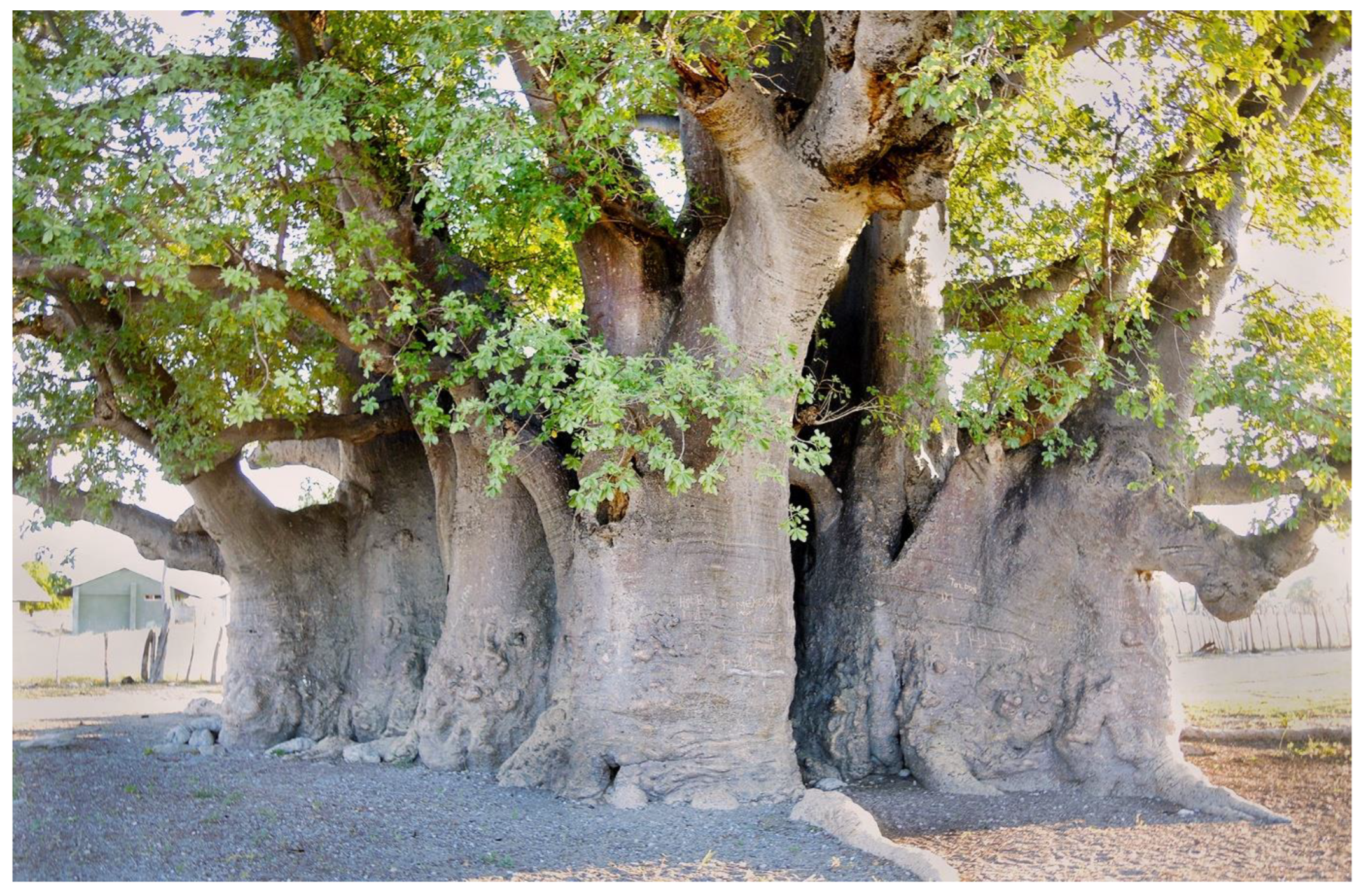 Forests 13 01899 g011 Forests 13 01899 g011