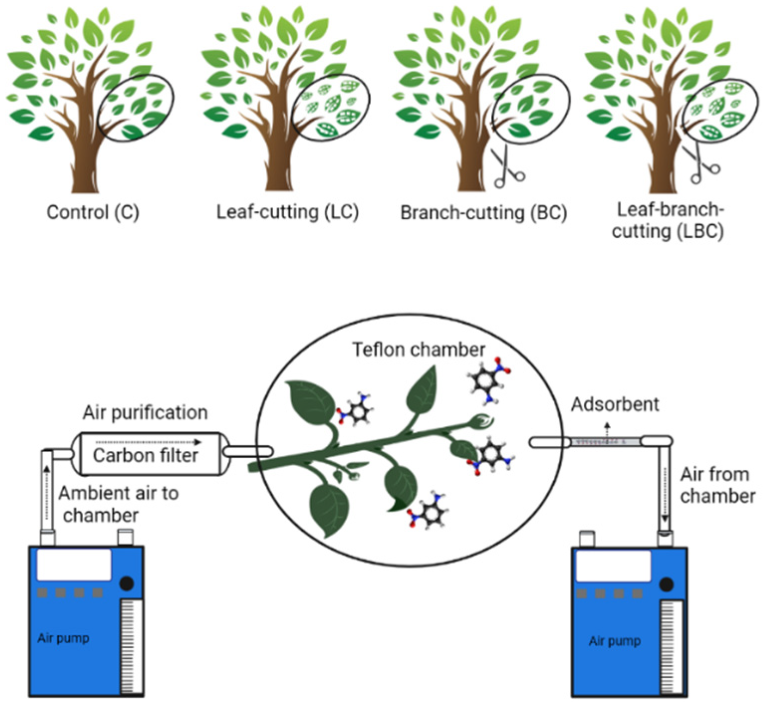 Forests 13 01931 g001
