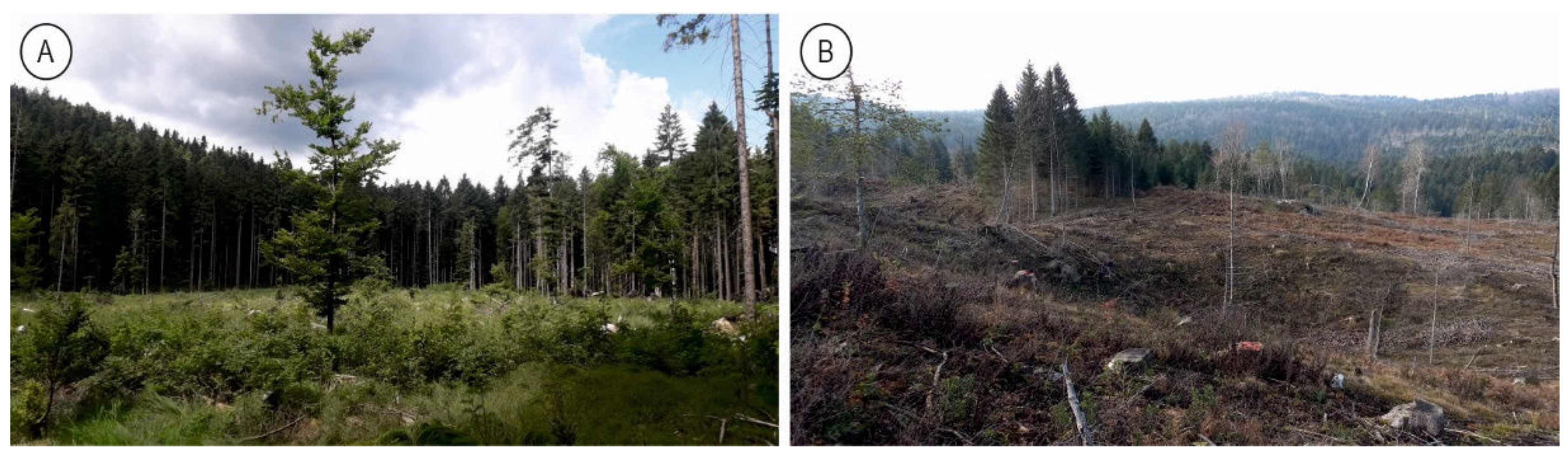 Forests Free Full Text Application and Accuracy of Unmanned