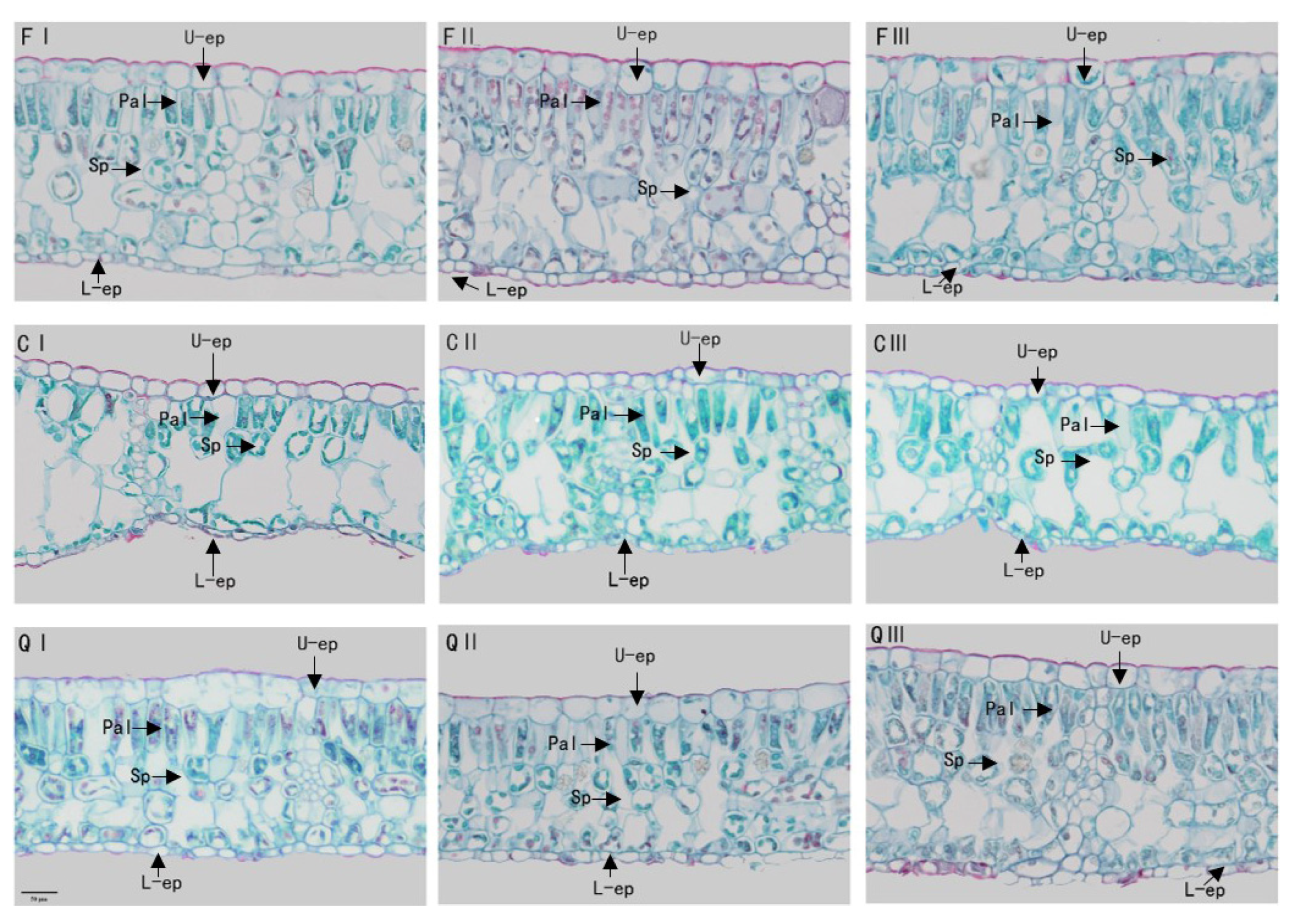 Forests 13 02067 g003 Forests 13 02067 g003