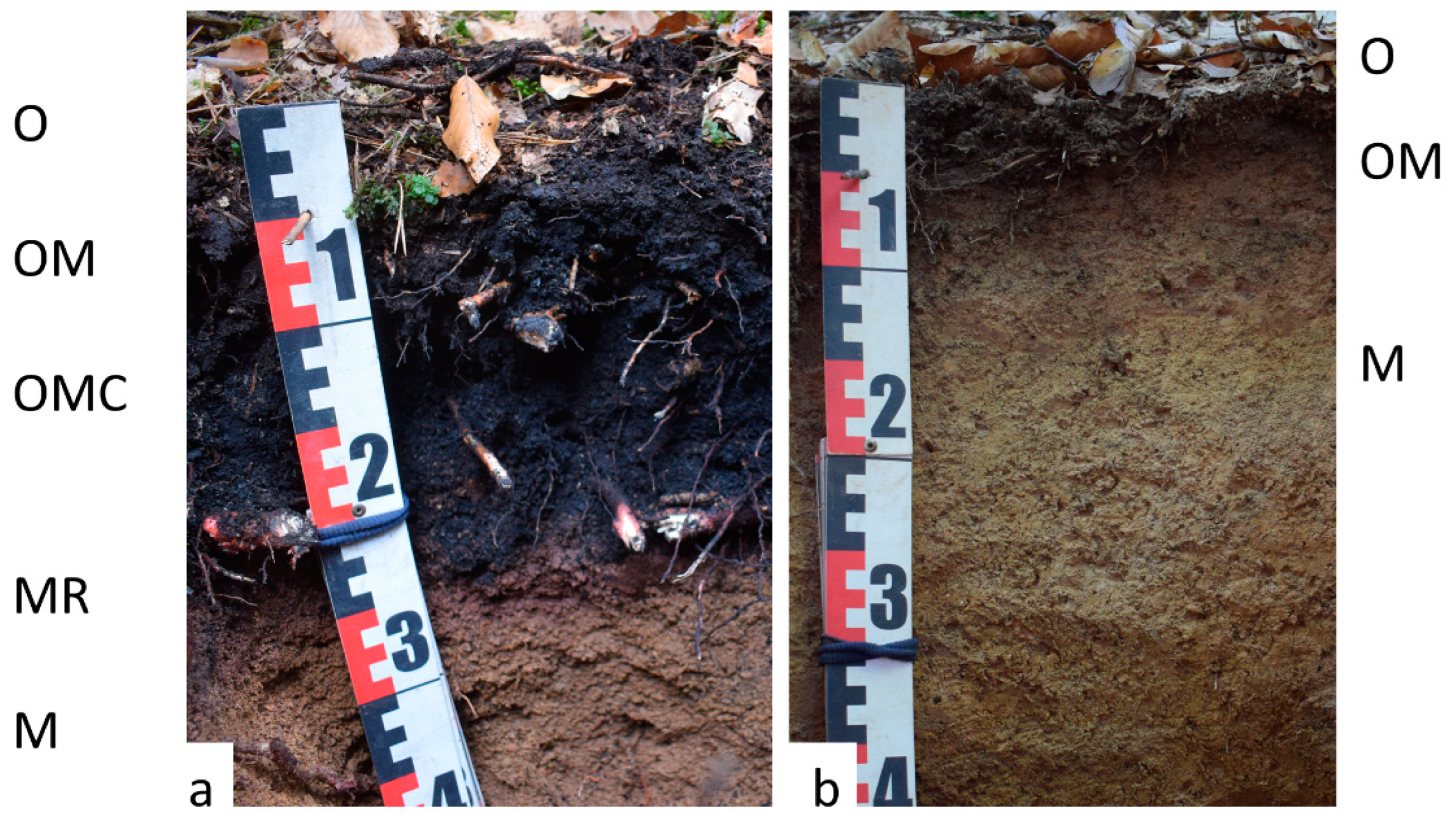 Forests 14 00029 g002