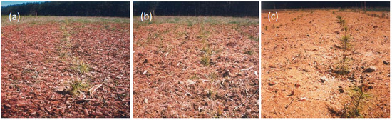 Forests | Free Full-Text | Mycobiome of Post-Agricultural Soils 20 Years  after Application of Organic Substrates and Planting of Pine Seedlings