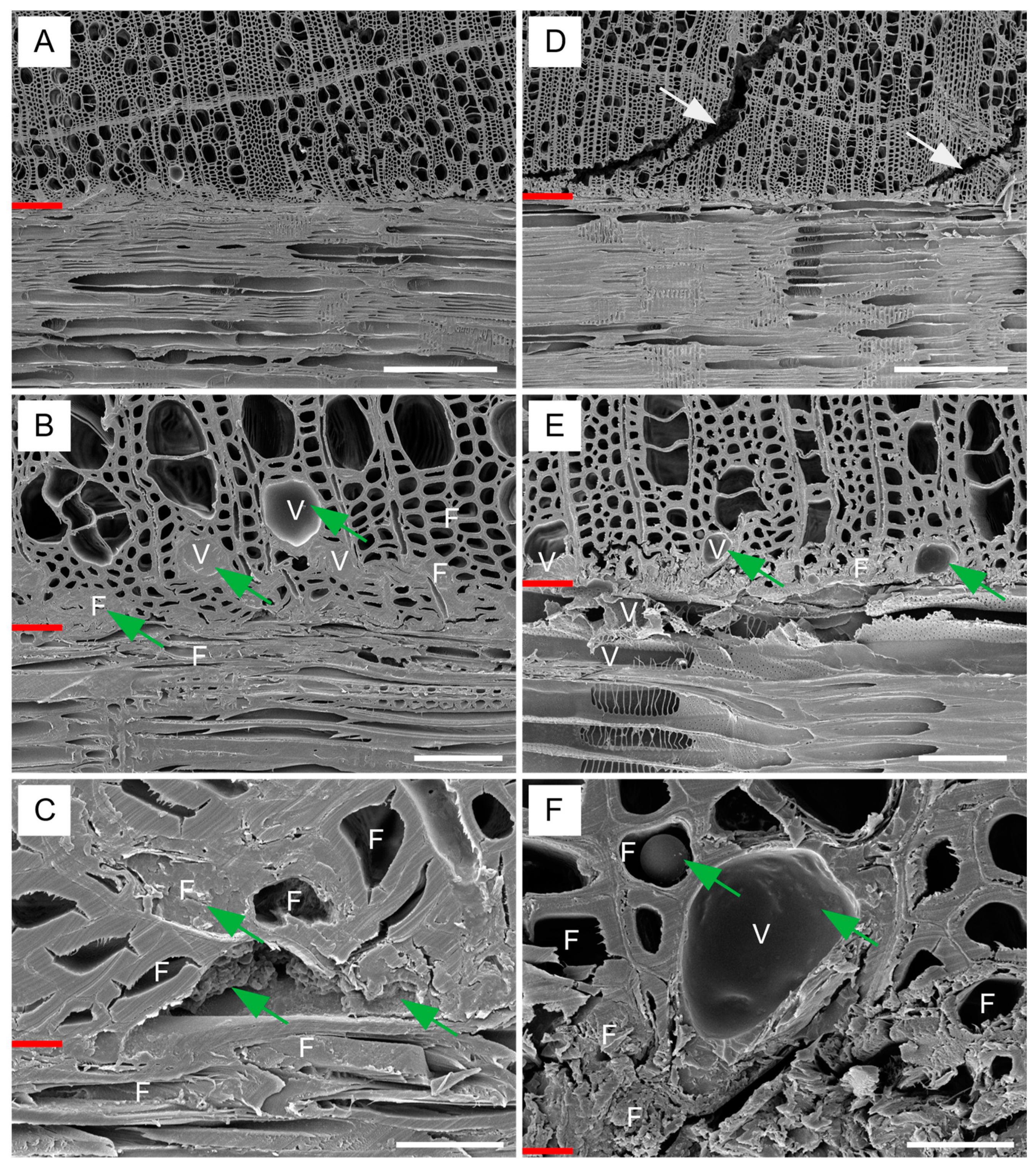 Forests 14 00096 g007 Forests 14 00096 g007
