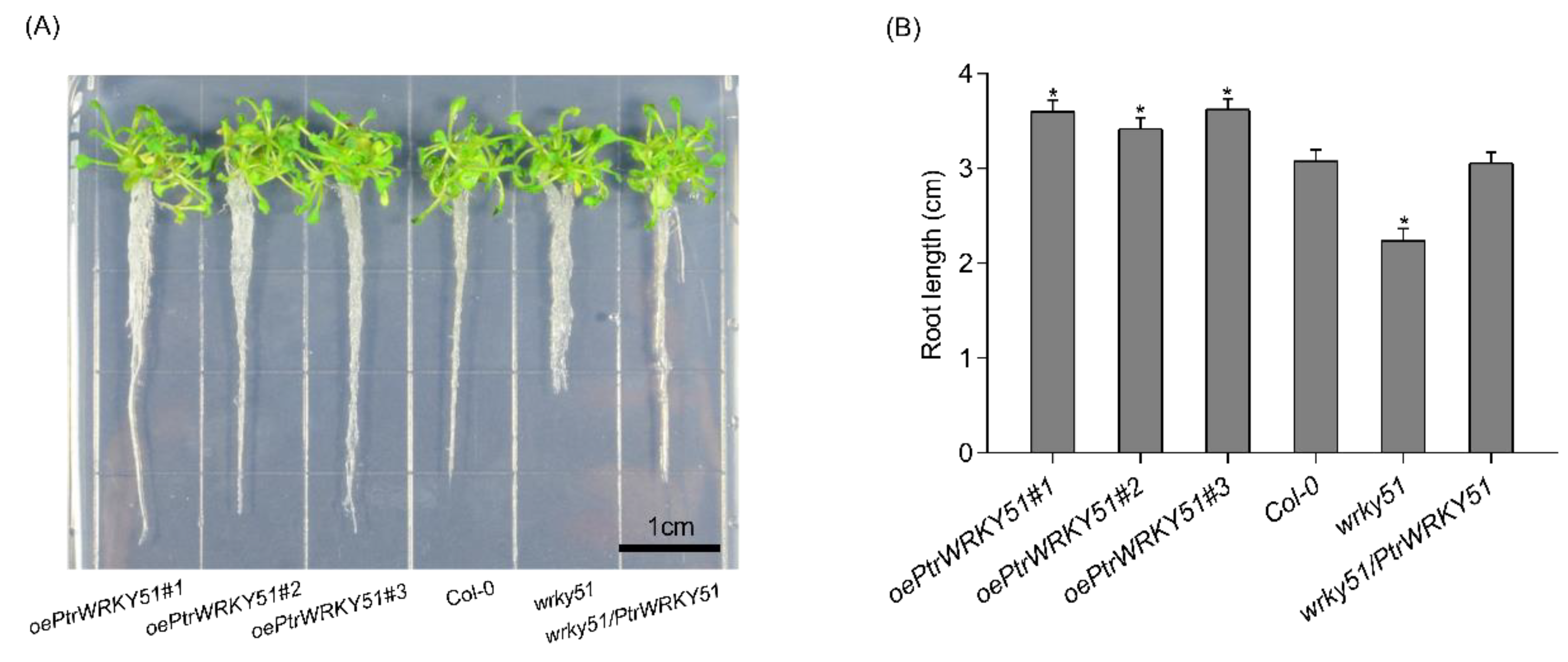Forests 14 00191 g003 Forests 14 00191 g003