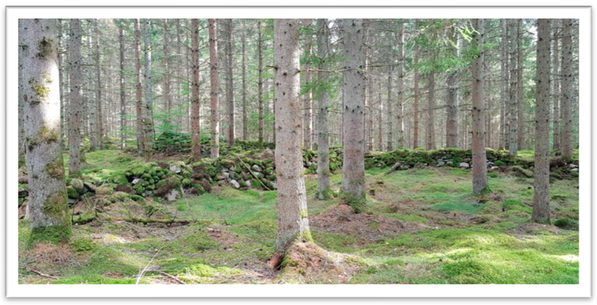 Forests 14 00333 g004 Forests 14 00333 g004