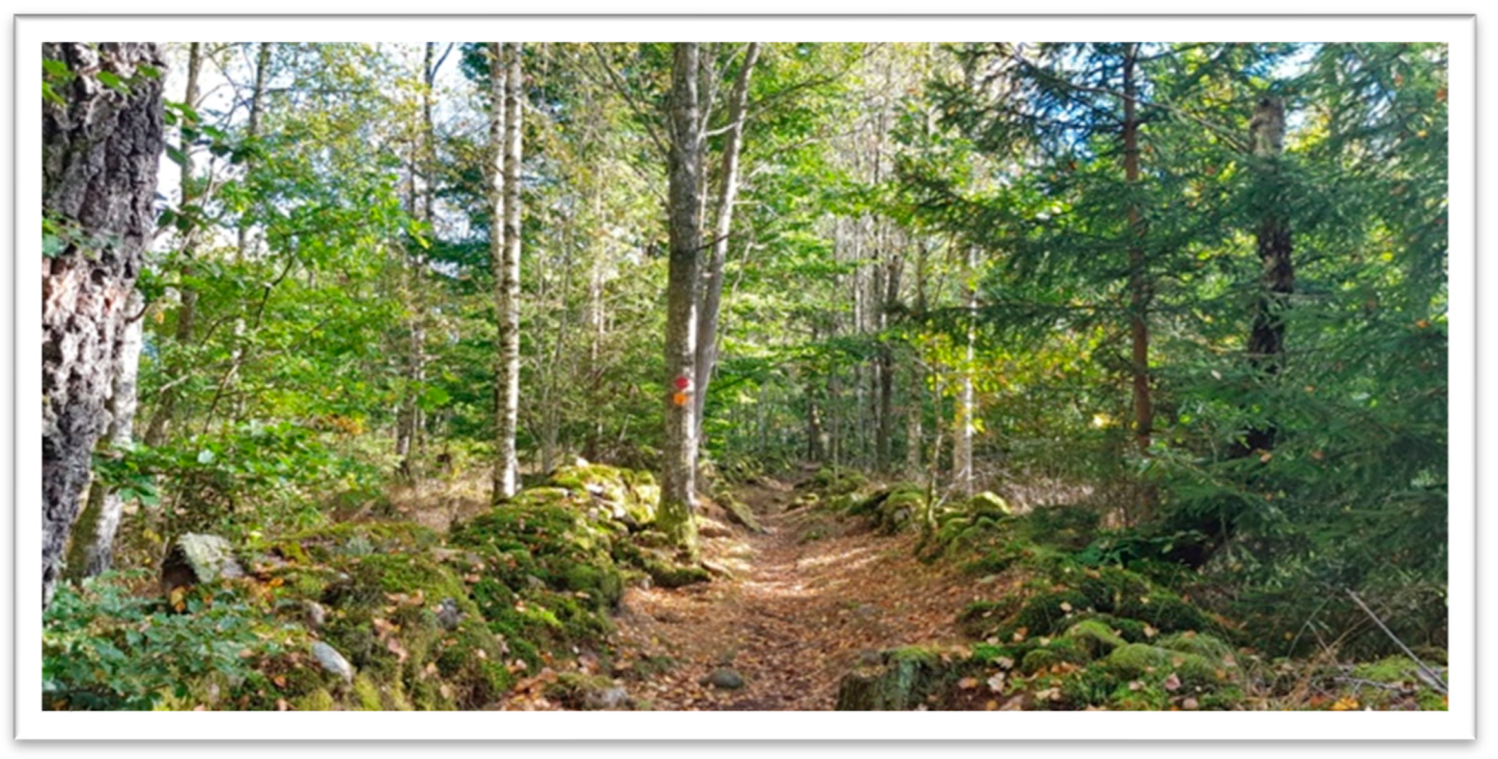Forests 14 00333 g005 Forests 14 00333 g005