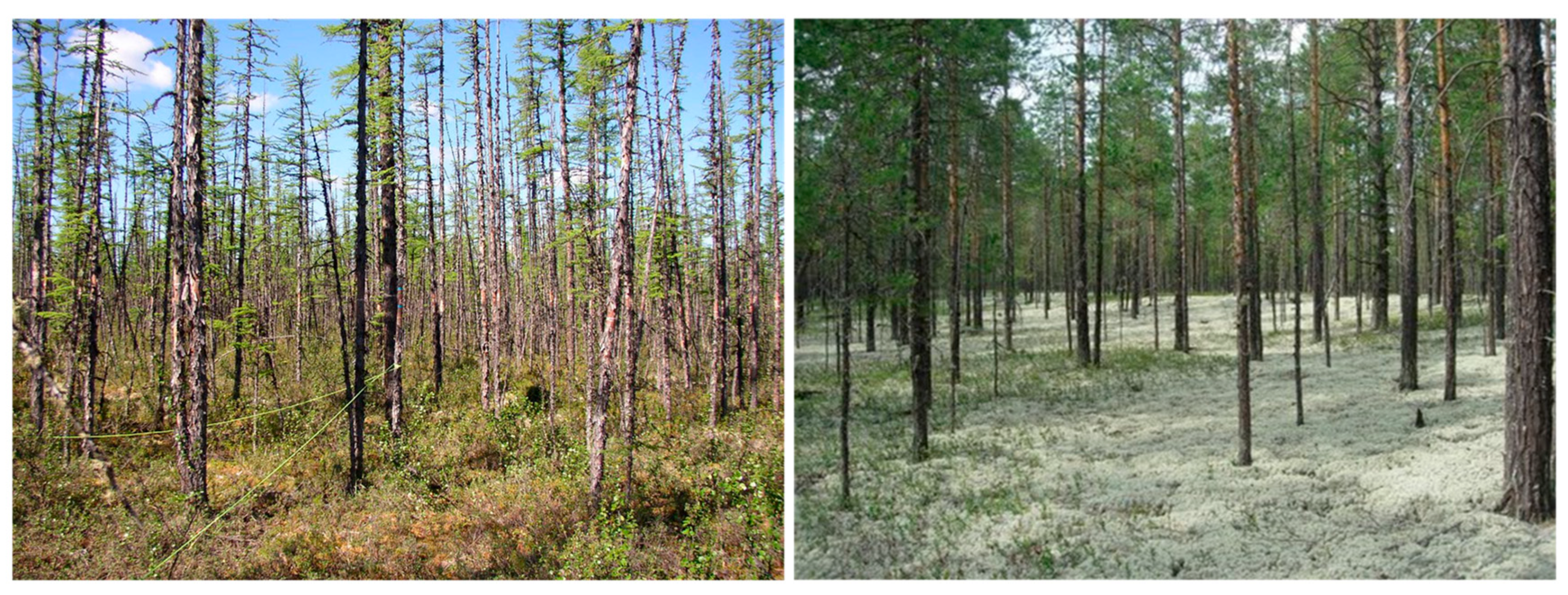 Forests 14 00346 g002