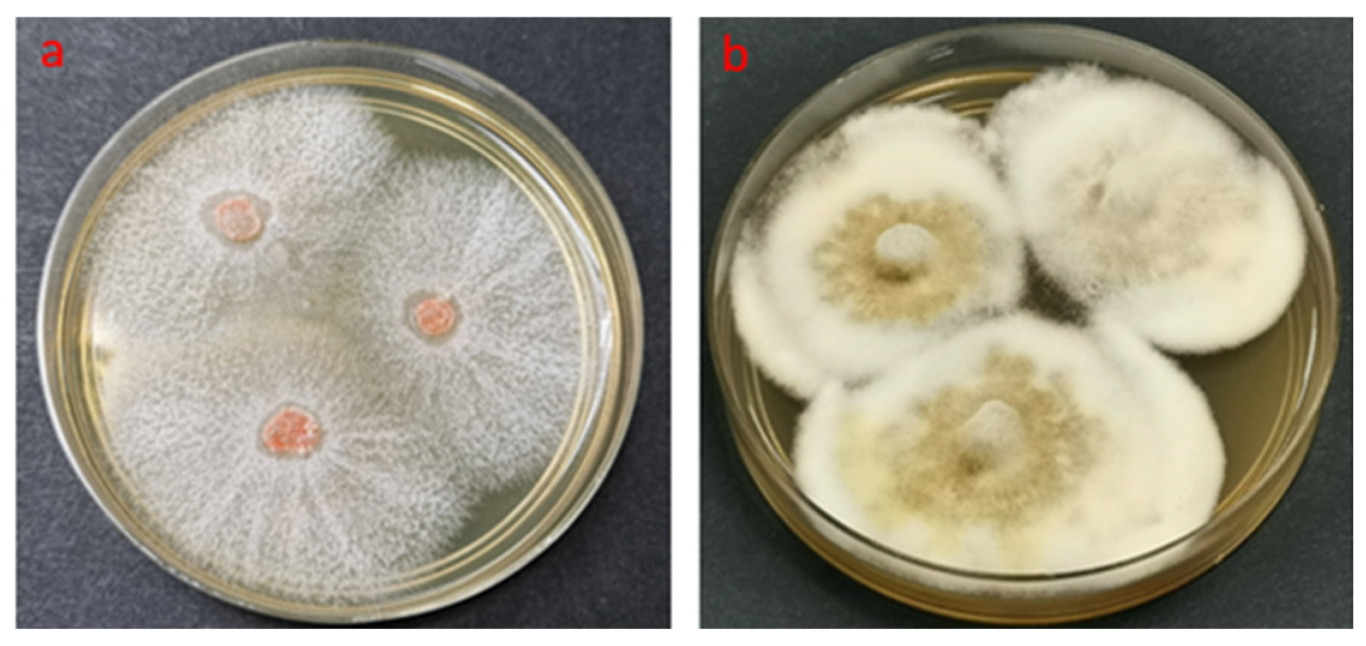 Forests 14 00350 g001
