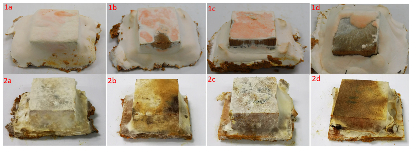 Forests 14 00350 g004