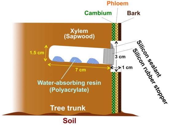 Forests | Free Full-Text | Convenient Sampling of Xylem Sap from Adult Tree  Trunks and Analysis of Its Components