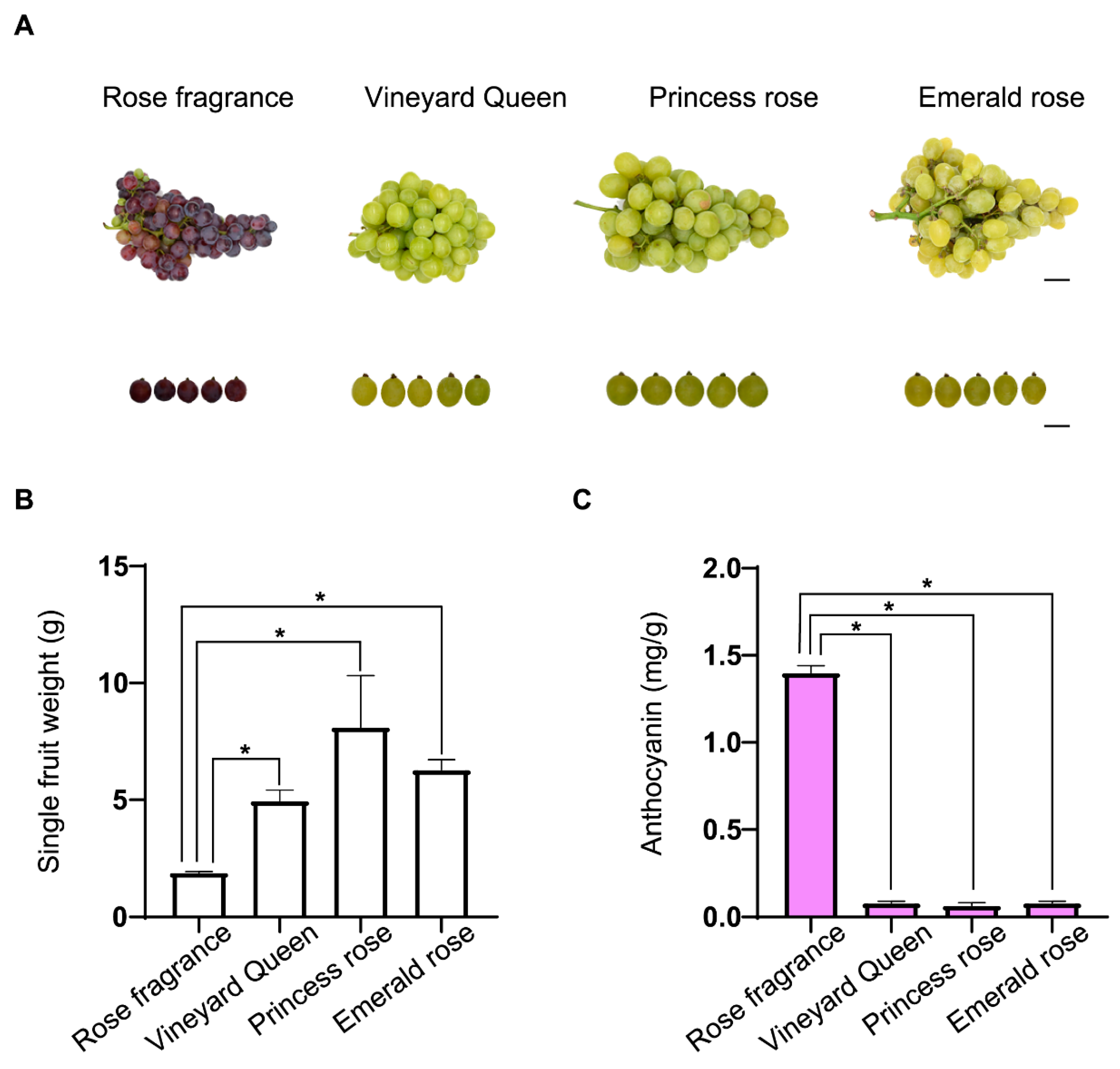 New varieties swell organic grape category