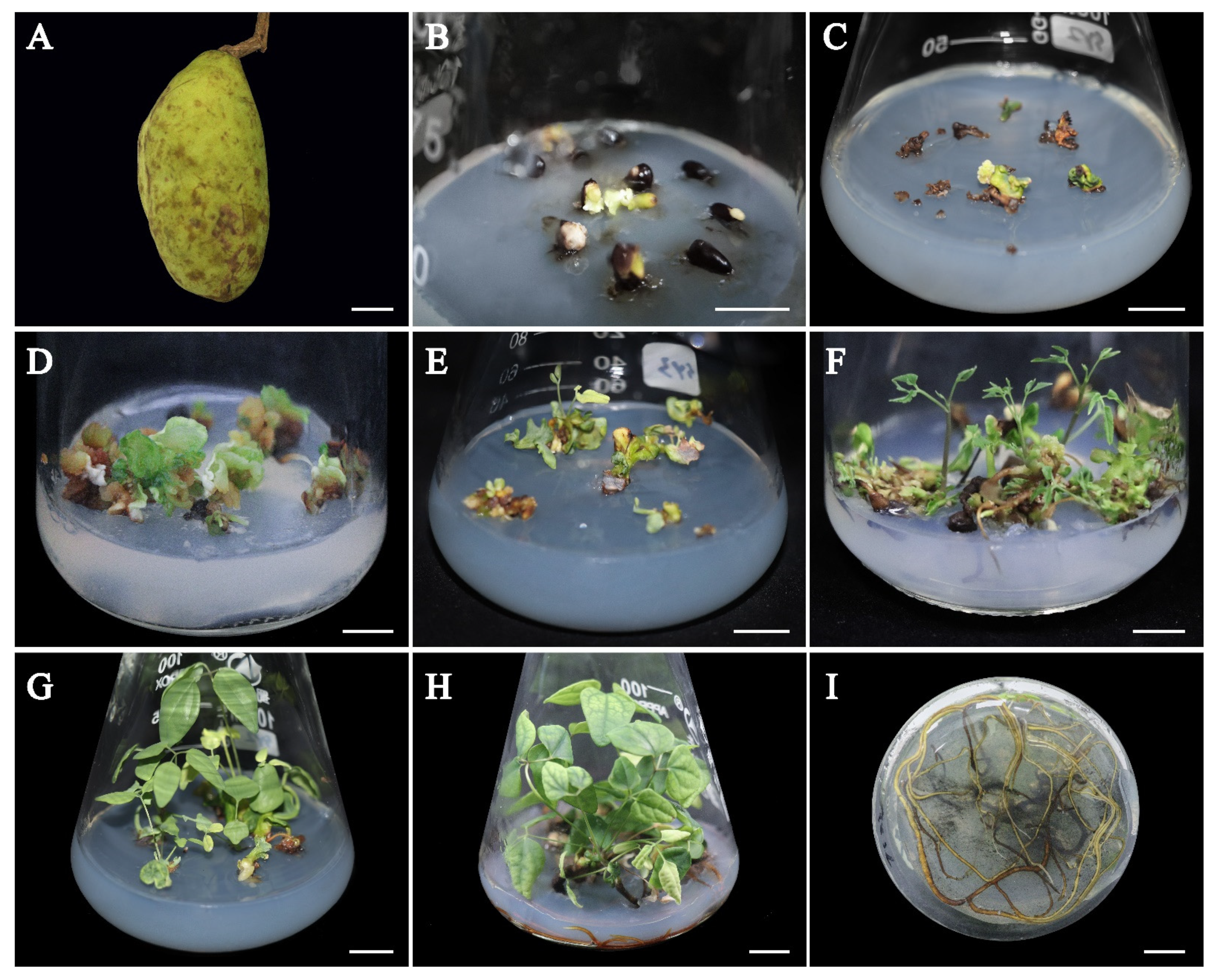 Forests 14 00473 g001 Forests 14 00473 g001