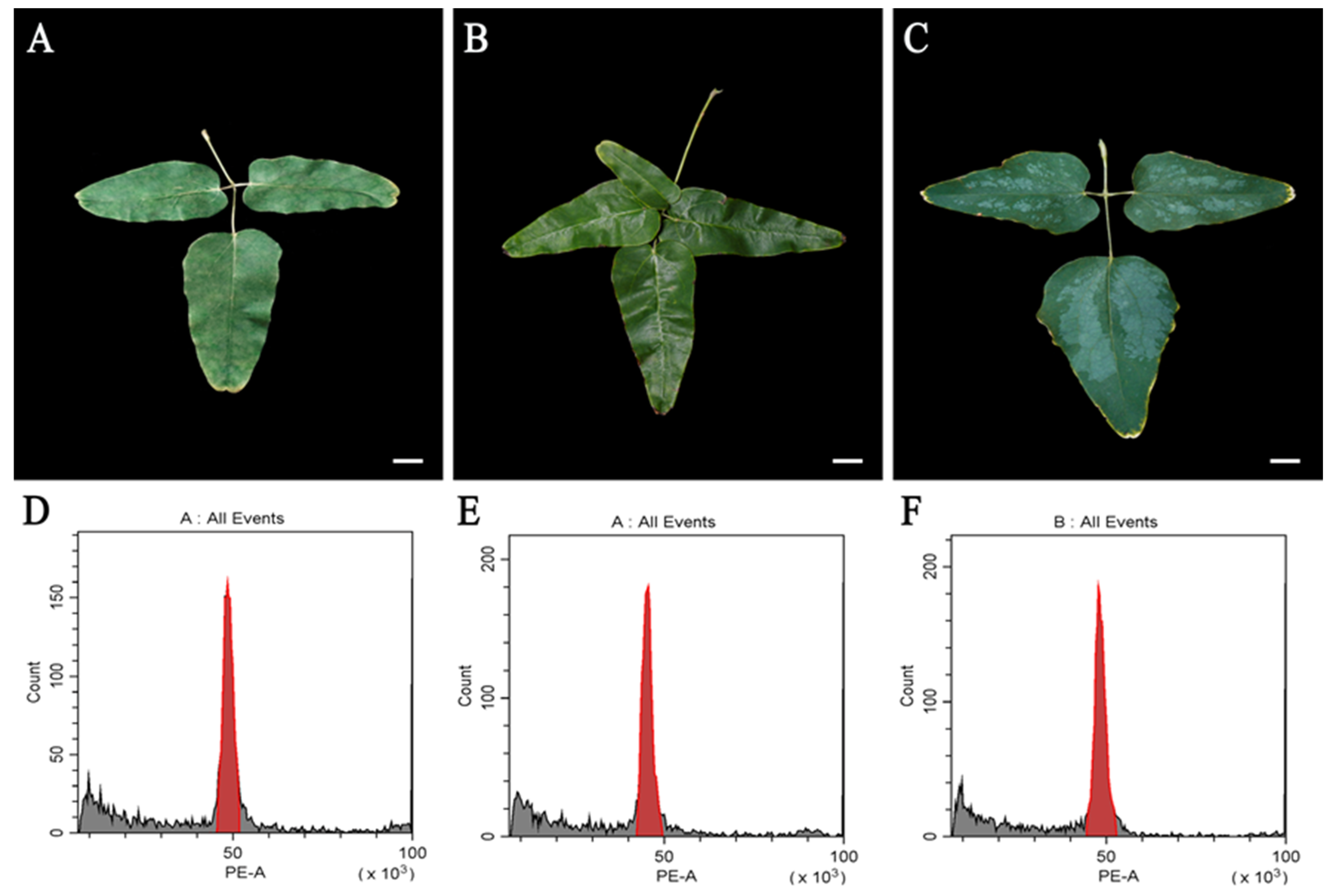 Forests 14 00473 g004 Forests 14 00473 g004