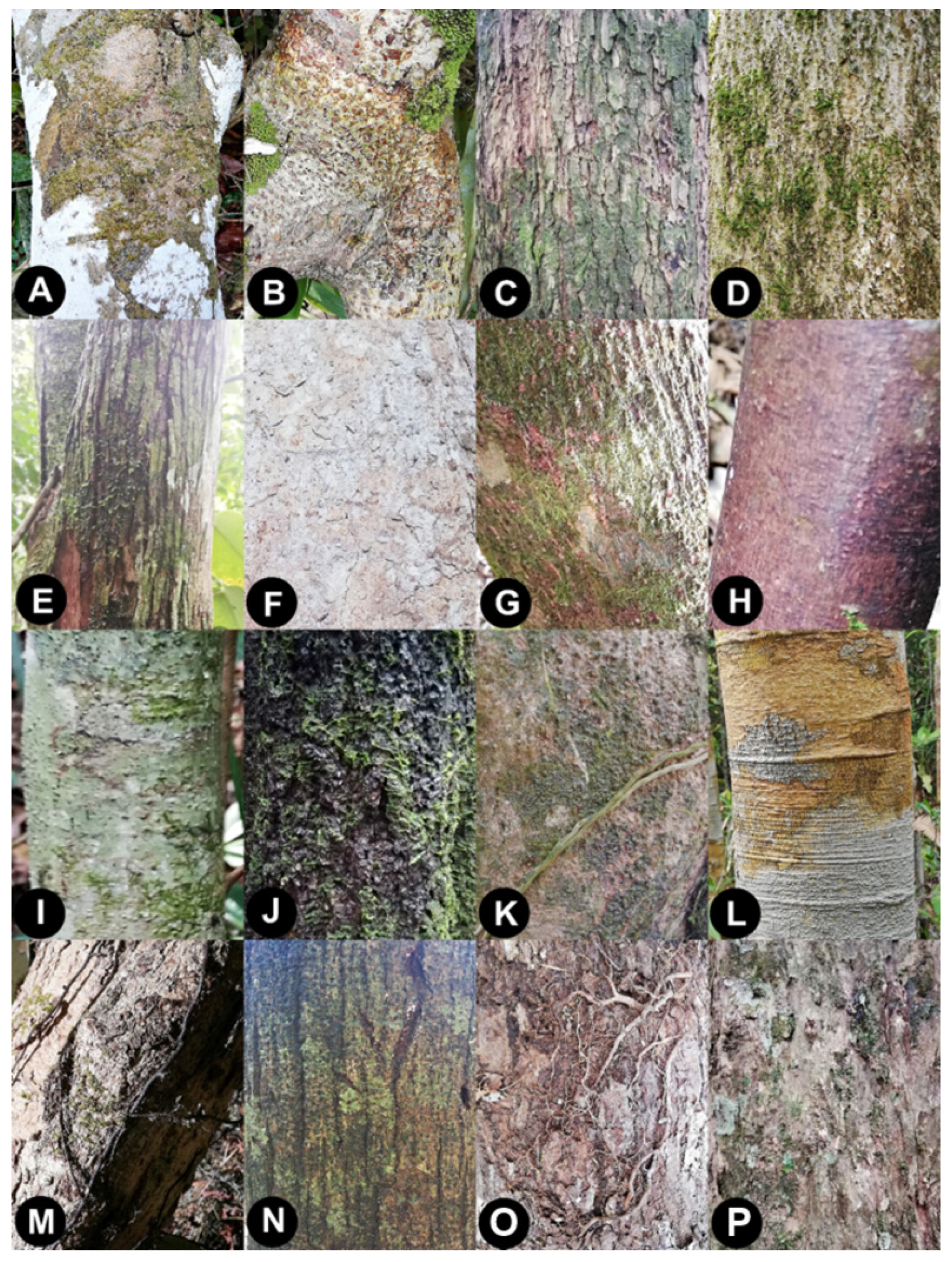 Forests 14 00544 g010 Forests 14 00544 g010