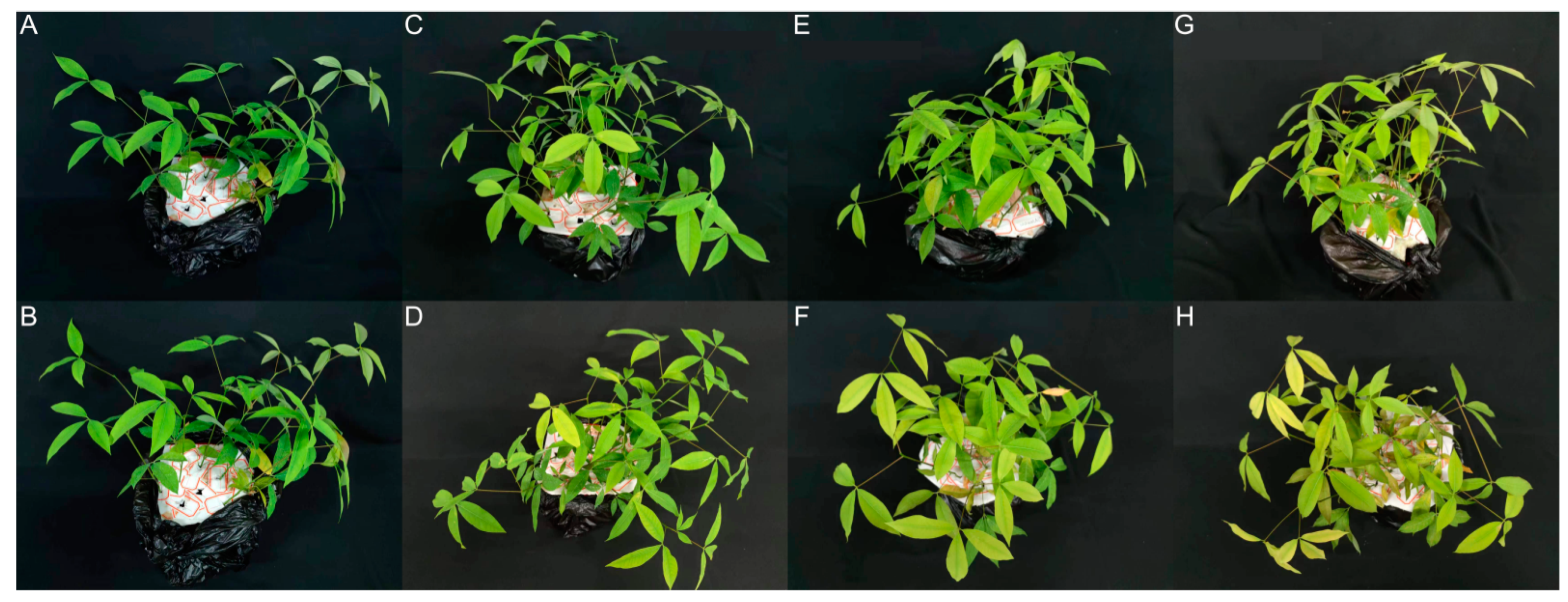 Forests 14 00568 g001