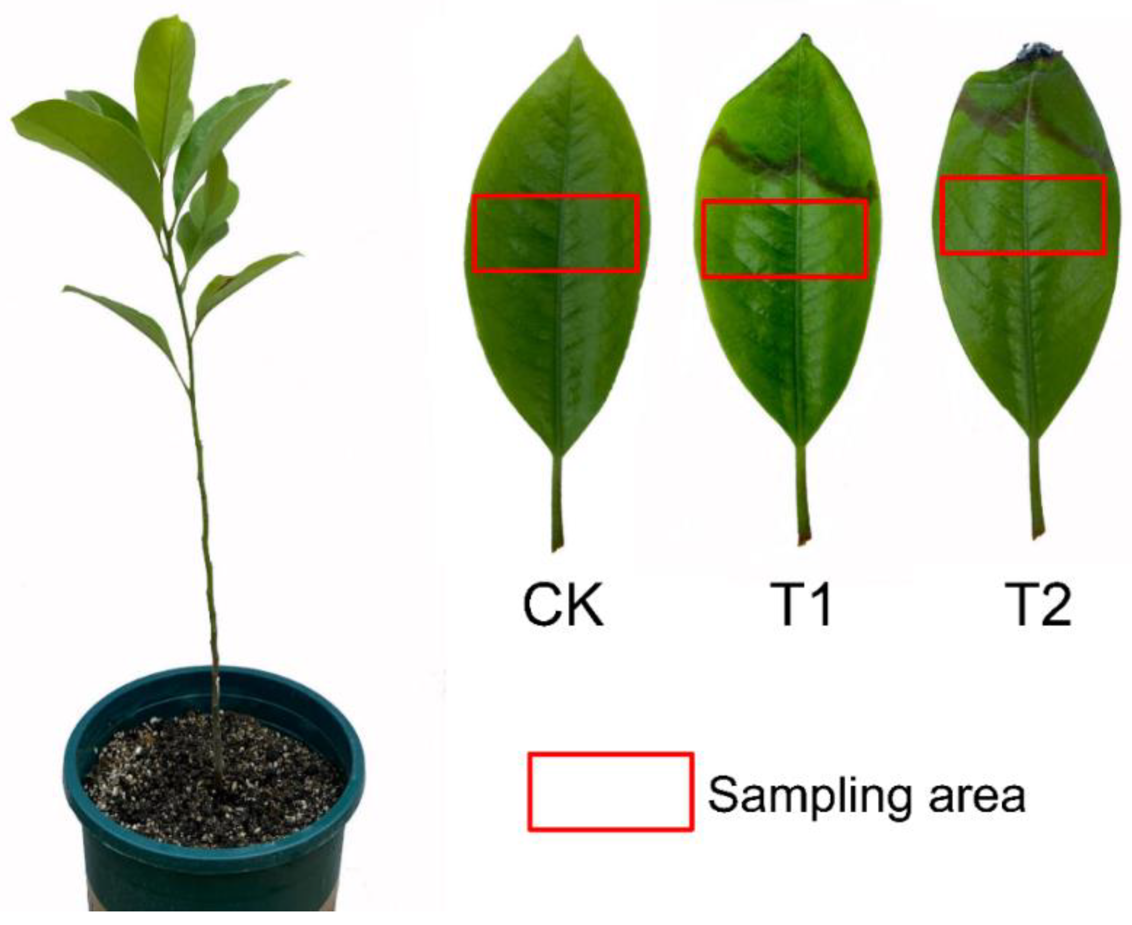 Forests 14 00610 g001 Forests 14 00610 g001