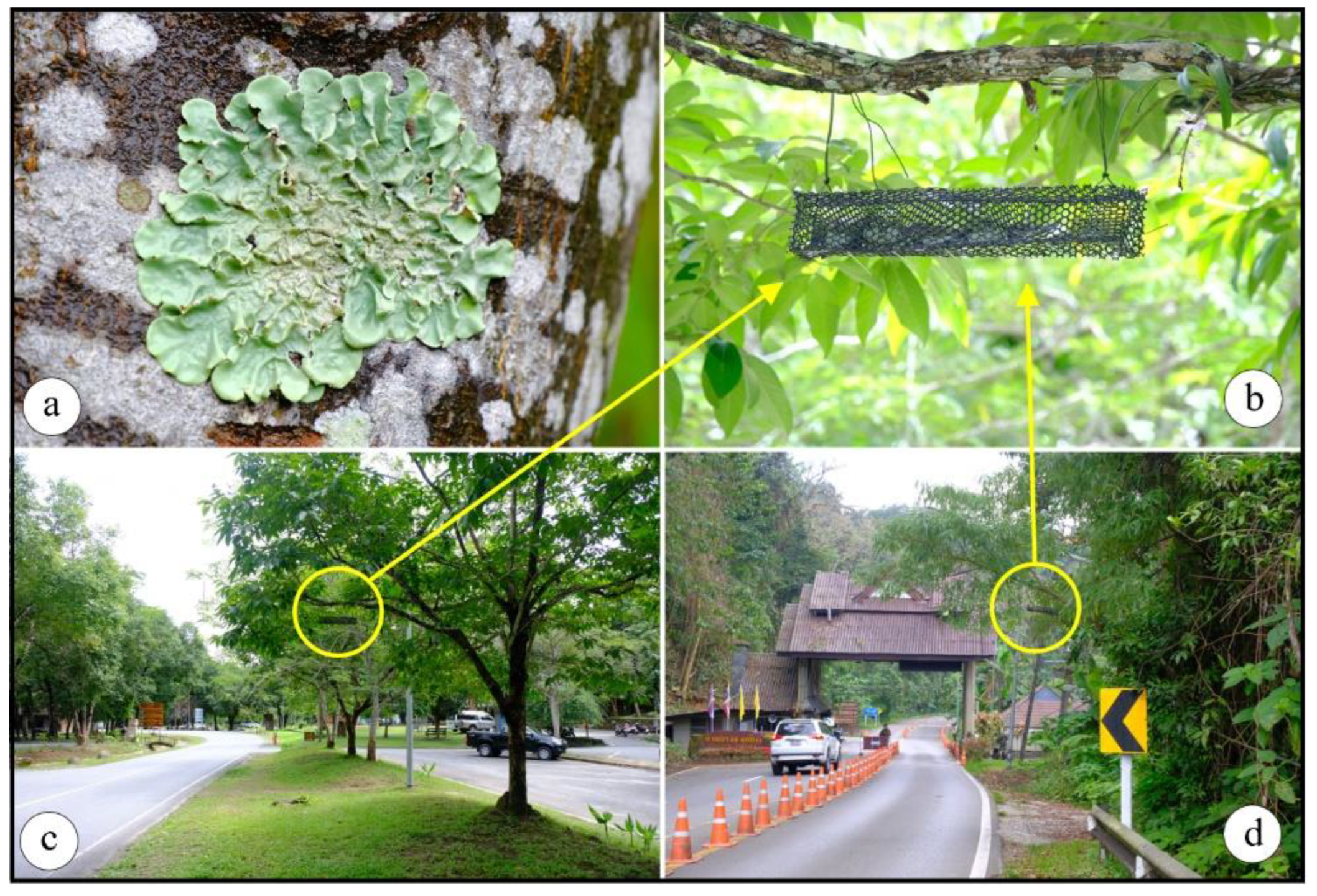 Forests 14 00611 g003 Forests 14 00611 g003