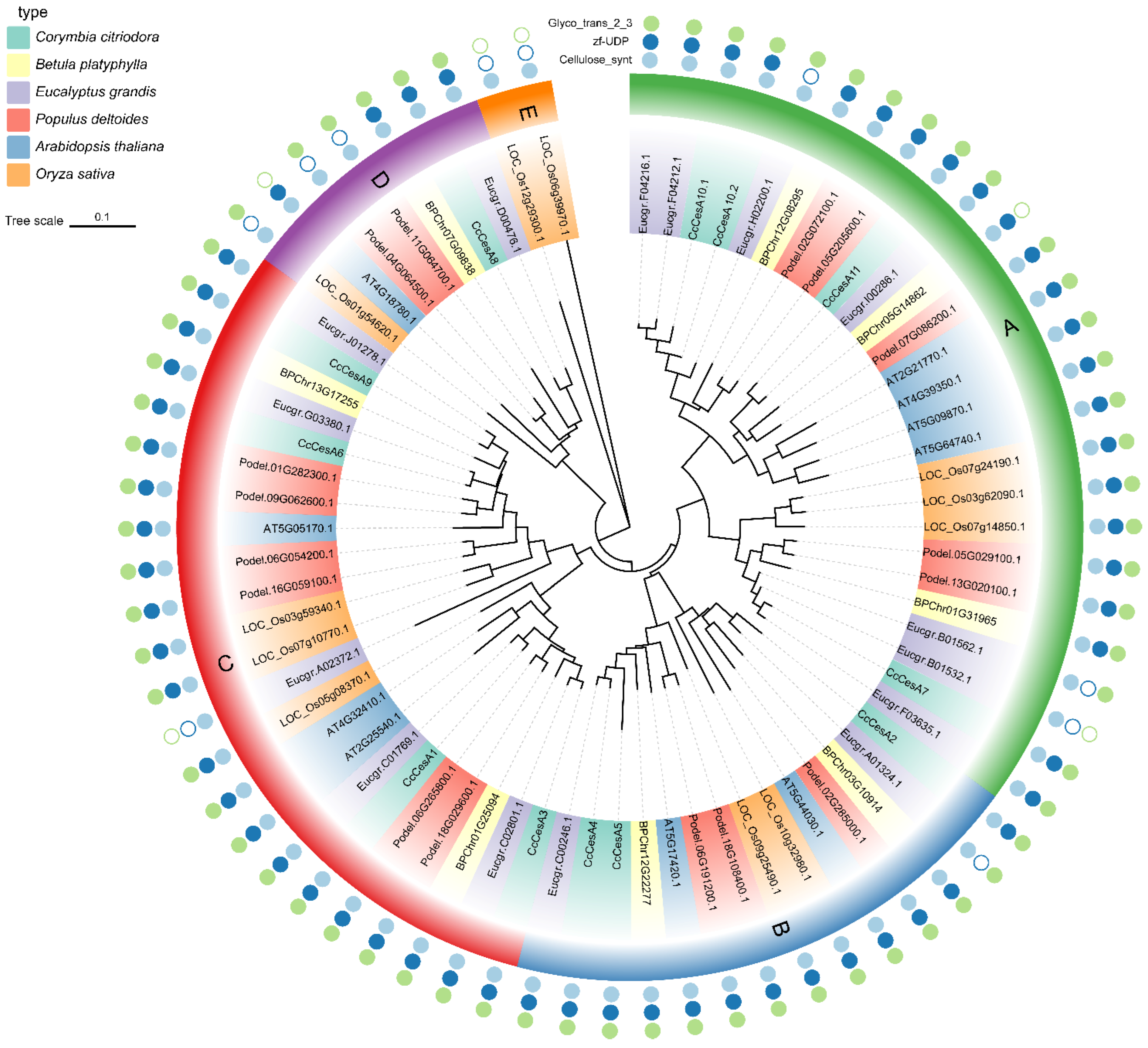 Forests | Free Full-Text | Genome-Wide Identification and Expression  Analysis of CesA Gene Family in Corymbia citriodora