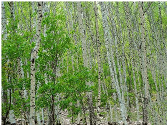 Forests 14 00627 i003 Forests 14 00627 i003