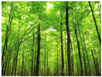 Forests 14 00627 i005 Forests 14 00627 i005