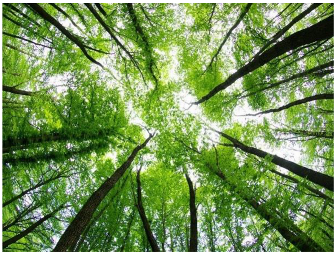 Forests 14 00627 i007 Forests 14 00627 i007