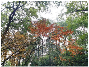 Forests 14 00627 i011 Forests 14 00627 i011