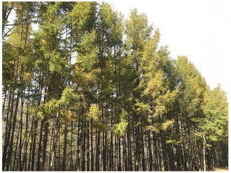 Forests 14 00627 i013 Forests 14 00627 i013