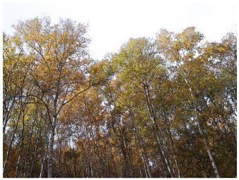 Forests 14 00627 i015 Forests 14 00627 i015