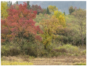 Forests 14 00627 i017 Forests 14 00627 i017