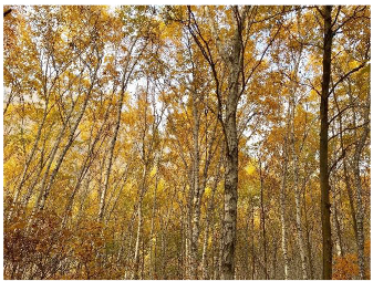 Forests 14 00627 i019 Forests 14 00627 i019