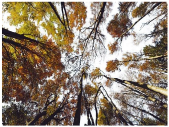 Forests 14 00627 i023 Forests 14 00627 i023