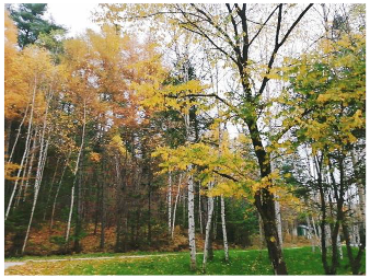 Forests 14 00627 i027 Forests 14 00627 i027