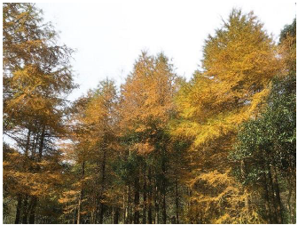 Forests 14 00627 i029 Forests 14 00627 i029