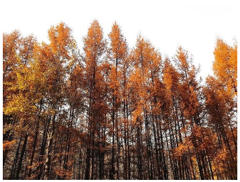 Forests 14 00627 i033 Forests 14 00627 i033