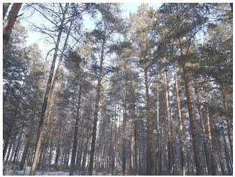 Forests 14 00627 i037 Forests 14 00627 i037