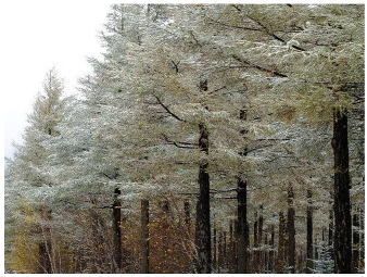 Forests 14 00627 i039 Forests 14 00627 i039