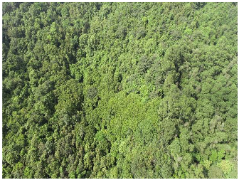 Forests 14 00627 i043 Forests 14 00627 i043