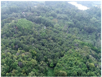 Forests 14 00627 i047 Forests 14 00627 i047