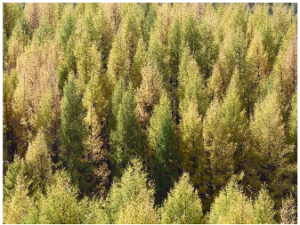 Forests 14 00627 i055 Forests 14 00627 i055