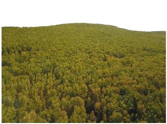 Forests 14 00627 i057 Forests 14 00627 i057