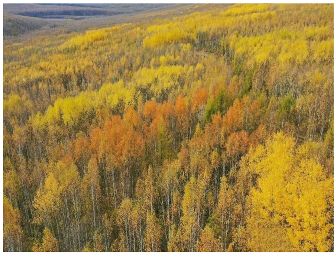 Forests 14 00627 i063 Forests 14 00627 i063