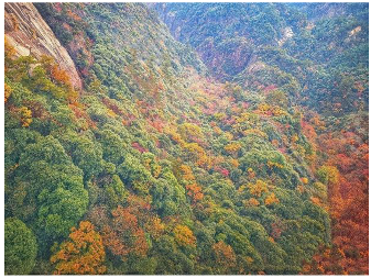 Forests 14 00627 i065 Forests 14 00627 i065