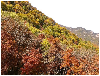 Forests 14 00627 i067 Forests 14 00627 i067