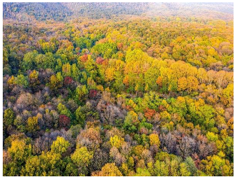 Forests 14 00627 i071 Forests 14 00627 i071