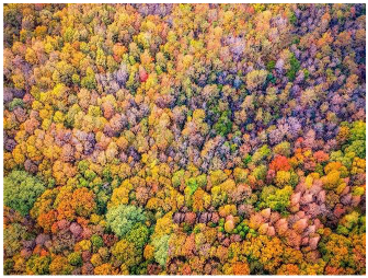 Forests 14 00627 i073 Forests 14 00627 i073