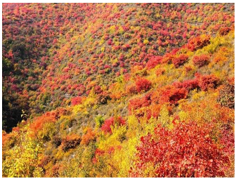 Forests 14 00627 i077 Forests 14 00627 i077