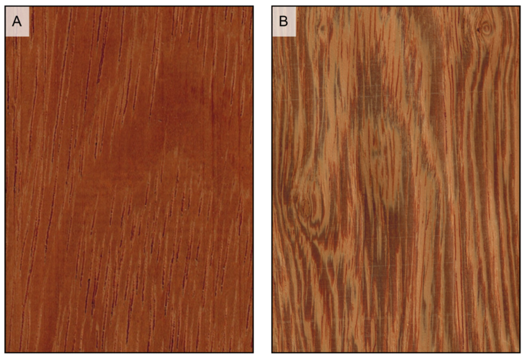 Forests | Free Full-Text | The Macroscopic Structure of Wood