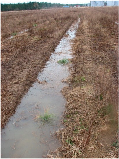 Forests | Free Full-Text | Why Healthy Pine Seedlings Die after