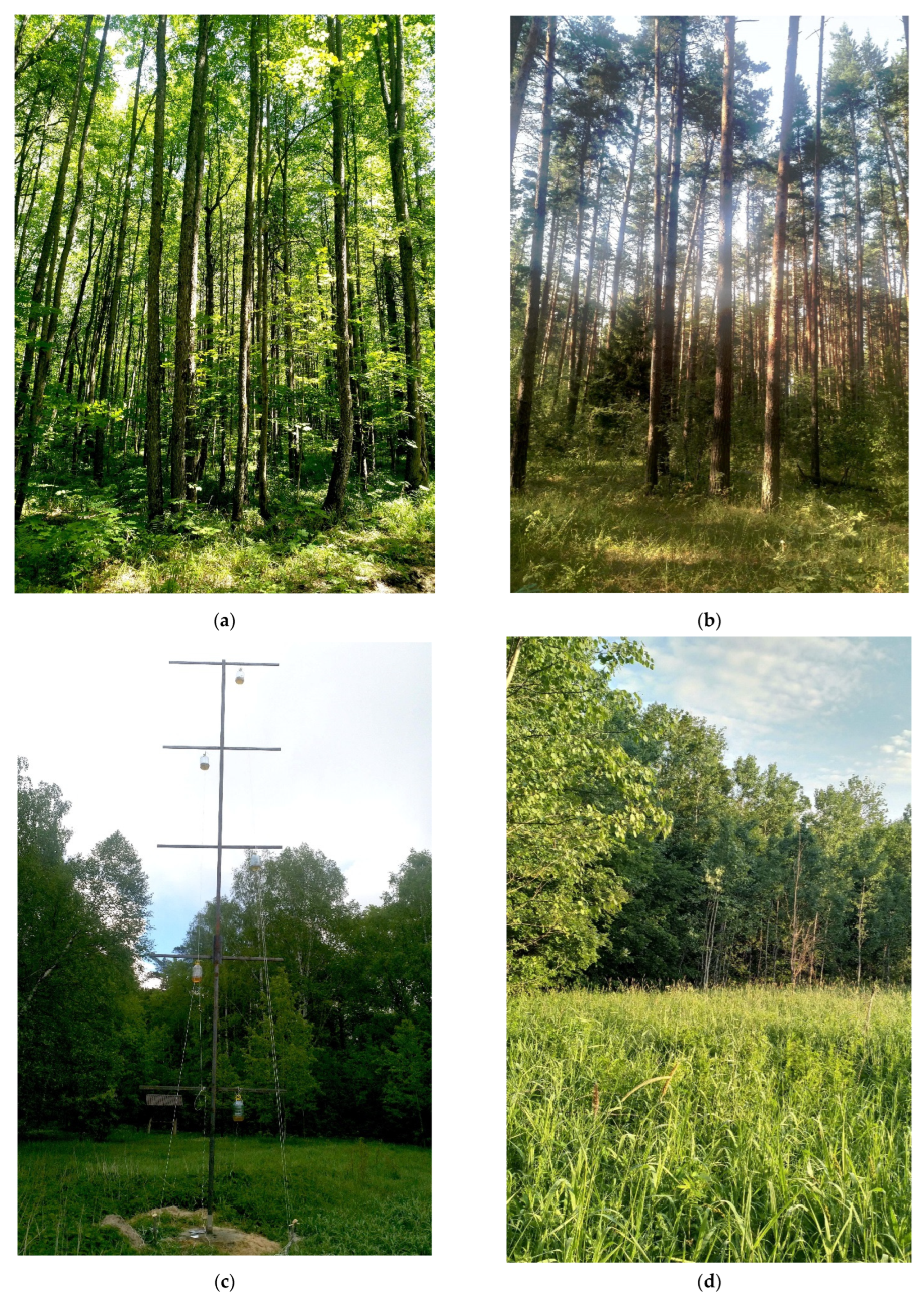 Forests | Free Full-Text | Spatial Distribution of Lepidoptera in